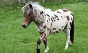Rare Miniature Horses Stolen from Kent Farm in Overnight Theft