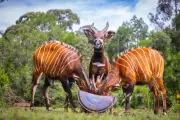 Rare Mountain Bongos Repatriated to Kenya in Conservation Boost