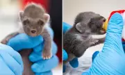 Rare Pine Marten Kit Rescued from Rubbish Bin in Wales