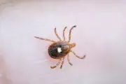 Rare Tick-Borne Encephalitis Cases Confirmed in UK Beauty Spots