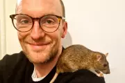 Rats Aren't Public Enemy Number One: They Can Be Playful Pets