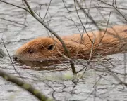 Reform UK Council Backs Beaver Release Amid Party Divisions on Rewilding