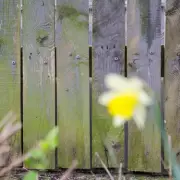 Remove Green Algae from Garden Fences for Just 57p