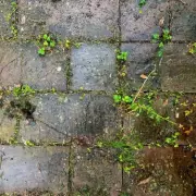 Remove Patio Moss with Cheap Kitchen Staple and Stop It Returning