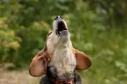 Rescue Group to Buy 1,500 Beagles from Wisconsin Facility After Protests