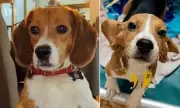 Rescued Beagle Howls for First Time After 1,500 Dogs Freed from Lab