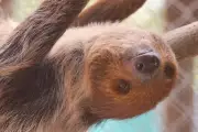 Rescued Sloths Recovering After Florida Warehouse Ordeal