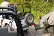 Rhino Attacks Safari Jeep in India's Manas National Park, Video Goes Viral
