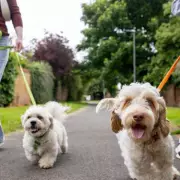 Rich family offers £50k for housekeeper to care for dogs and home