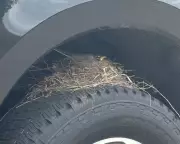 Robin's Nest on Ford Truck Delays Sale Under US Wildlife Law