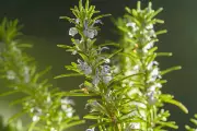 Rosemary: Natural Herb Boosts Memory, Cuts Anxiety, Fights Alzheimer's