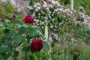 Roses Bloom 'Weeks Early' as Climate Change Alters Flowering Patterns