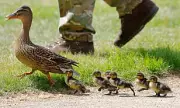 Royal Artillery Soldiers Save Duck and Ducklings from Gun Salute