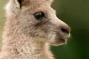 Royal Children Choose Welsh Name 'Cwtch' for Baby Kangaroo at Australia Zoo