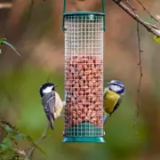 RSPB Urges Gardeners to Pause Bird Feeding from May 1 to Curb Parasite Disease