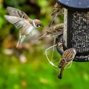 RSPB Urges Gardeners to Remove Bird Feeders in May to Protect Finches