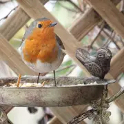 RSPB Urges Pause on Bird Feeding to Curb Disease Spread