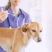 RSPCA Can Euthanise Your Pet Without Consent Under Animal Welfare Law