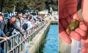 RSPCA Crabbing Ban Call Branded 'Absolutely Ridiculous' by Fishing Groups
