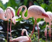 Saturday Quiz: Flamingo, Mercury Fountain, and Trois Disques Connections