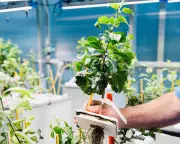 Scientists Race to Develop Climate-Resilient Apple Rootstocks