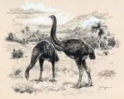 Scientists Use Artificial Eggshell to Revive Extinct Giant Moa