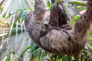 Scotland's First Baby Sloth Named Atty in Honour of David Attenborough