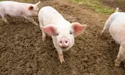Scottish pig farms face extinction as losses force 10% herd reduction