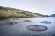 Scottish Salmon Farms Face Same Pollution Issues as Norway