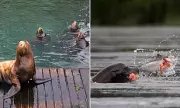 Sea Lion Culling Debate Intensifies Over Salmon Protection in Pacific Northwest