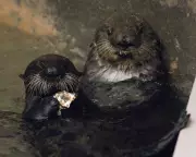 Sea Otter Mother Adopts Orphaned Pup in Rare Act of Kindness