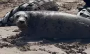 Seal Pup Found by Postman on Doorstep Released Back into Wild