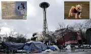 Seattle Pamphlets Teach Pet Owners How to Reverse Fentanyl Overdoses in Dogs