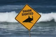 Second Fatal Shark Attack in Two Weeks Strikes Australia's Great Barrier Reef