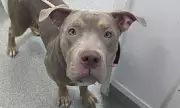 Sheffield Man Banned for Life After Brutally Beating His XL Bully Dog