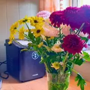 Simple 10-Second Trick Keeps Supermarket Flowers Fresh a Week Longer