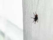 Simple 85p Kitchen Staple That Banishes Flies for Good