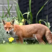 Simple Herb Spray Deters Cats and Foxes from Gardens Effectively
