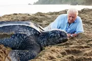 Sir David Attenborough Turns 100: Experts Assess His Lasting Impact on Science and Conservation