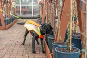 Sniffer Dogs Trained to Protect UK Trees from Destructive Pests