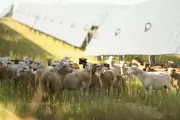 Solar Helps US Farms Survive, but GOP Farm Bill Could Curb Access