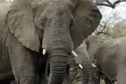 South African Zoo Faces Court Over Allegedly Depressed Elephants