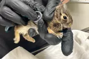 Spring Wildlife Nesting Near Homes: Expert Tips for Coexistence