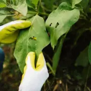 Sprinkle 43p Spice on Your Lawn to Protect Plants from Pests