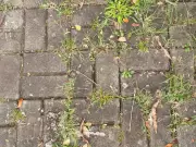 Sprinkle Salt on Patio Cracks to Banish Weeds Naturally, No Chemicals Needed