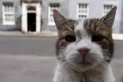 Starmer Jokes Larry the Cat ‘Went Through the Roof’ Over Renters’ Rights Act