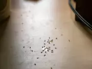 Stop Ants Infesting Your Kitchen with This Simple 5-Minute Habit