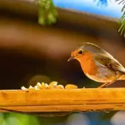 Stop Feeding Robins Bread in May: Expert Warns of Health Risks