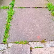 Stop Patio Weeds Naturally with Boiling Water: 5-Minute Method