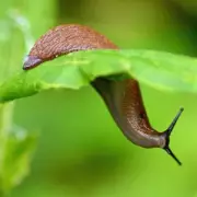 Stop Slugs Eating Plants: Place Beer in Garden This May